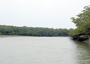 Manglar La Boca